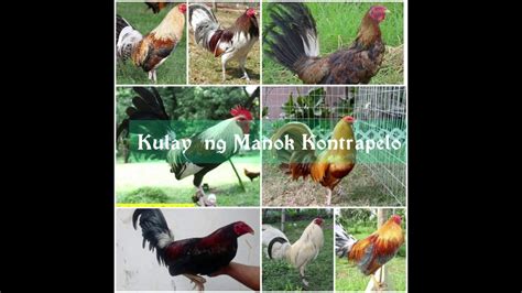 color coding manok panabong